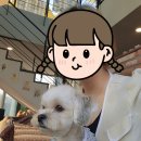 브리즈힐 | 파주 헤이리 애견동반 카페 브리즈힐 방문후기