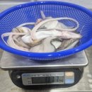 12월15일.뻘낙지,大새꼬막,피꼬막,절단꽃게,활붕장어,반건조삼치,하모샤브.회,건조중하,홍어회.건조배 이미지