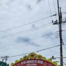 통영터널(대전) | 함안 해바라기 축제, 지금이 적기입니다! 강주 해바라기 축제 후기, 근처 맛집, 만주밀면