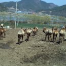 사슴자연 방목장 이미지