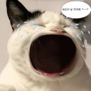 요거트 산토커피 | 혼자옵서예 ~