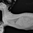 명덕동물병원 이미지