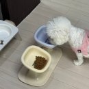 더블스테이 또또멍 애견펜션 네이버블로그