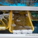 김삿갓초장 이미지