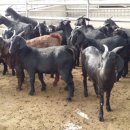 우리염소 이미지