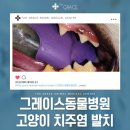 그레이스메디칼 이미지