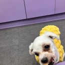 휘게 펫케어 이미지