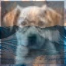 바우동물병원 이미지