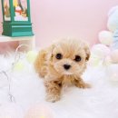 미유펫대구 강아지분양고양이분양(도그플러스동물병원) 이미지