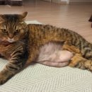 다솜고양이메디컬센터 금정점 이미지