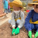 💟 찬솔반 💟 옥수수🌽 감자🥔 씨앗을 심어보았어요👍 이미지