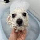 멍멍부띠끄 이미지