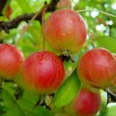 킹스바틀 이미지