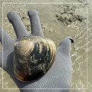 마시안어촌체험휴양마을 | 인천 영종도 마시안해변 갯벌체험 리뉴얼된 마시안어촌체험계장 후기 |당일치기로 다녀온 꿀팁 대방출