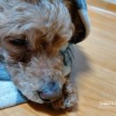 한국애견용품연구소 이미지