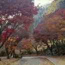 겟세마니 동산 | 경기 안성 | 미리내성지 평택 근교 단풍 명소 11월 가볼만한곳 추천 (+ 11월 16일 단풍 막차 타고 온 후기)