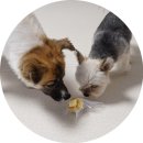 올데이올가닉 이미지