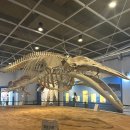 울산박물관 | 울산 아이와 가볼만한곳｜아이와 함께한 울산 고래박물관 관람 후기