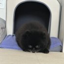🐶까미의 추천_방석&amp;하우스&amp;이동가방🐶