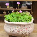 [북부] 블로그&동영상 만들기(2025) | GPT + 스테이블디퓨전으로 인스타·블로그 10배 편하게 쓰는 방법 돈이 되는 AI 활용 항해 중