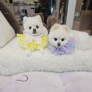 플러스애견미용실 이미지