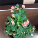 전원아구찜 이미지