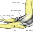 팔꿈치 MRI (Elbow MRI) 영상진단 이미지