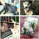 문화애견 이미지