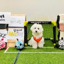 땅콩 애견유치원 이미지