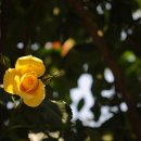 장미공원A 이미지