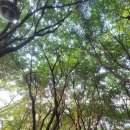 대림동산공인중개사사무소 | 부천도당벗꽃동산 부천도당산 부천도당하늘숲 부천천문과학관 부천도당배수지재생여가녹지 중동부동산의...