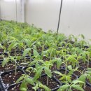 주식회사 잰153바이오텍 | 김진철 ㈜잰153바이오텍 대표 - Save both the world and the earth by our plant-protecting bioresources