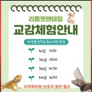 리틀펫