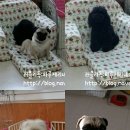 사랑해줄개 이미지