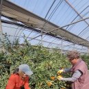 하례광장로 이미지