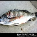 가덕코이