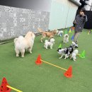 하루멍 | 제주애견호텔 제주에서의 특별한 하루, 놀멍자멍 후기