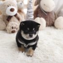 시바견분양.kr 이미지