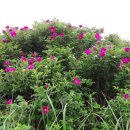 몽산포 해변 이미지