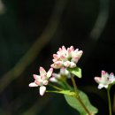 들꽃향기머무는곳 이미지