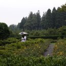 솔방솔방 이미지