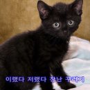 검은고양이네로
