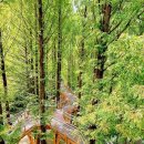 쨍쨍한 햇빛 가려주는 숲 그늘 산책"... 7월에 가볼만한 국내 숲길 여행지 TOP 4 이미지