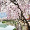 4월6일(목)(제519회) 경남 창녕군 남지 유채꽃과 개비리길 트래킹 이미지