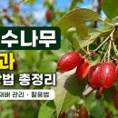 보리수 - 논산시 수락로 12 | 보리수