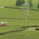 보성다원녹차 판매장 이미지