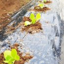 심기보농장 | 텃밭- 가을 채소 심는 시기