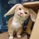 메종 드 캣 이미지