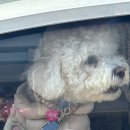 바라겔 | 서산] 바라겔 애견카페 이용후기