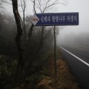 제주 신례리 왕벚나무 자생지 | 신례리 왕벚나무 자생지 2015